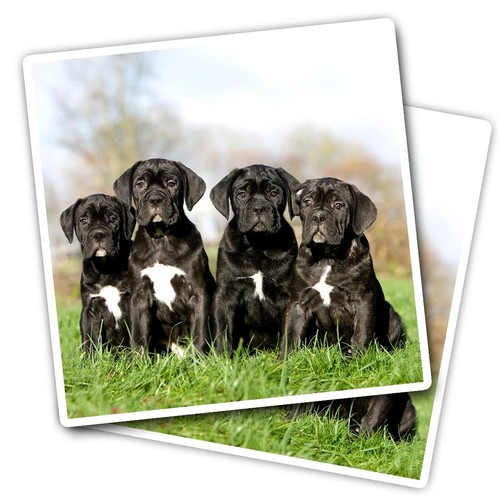 Vinyl stickers cane corso - stickers,