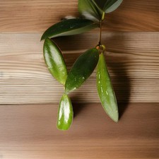 Rare hoya sp. Sabah EPC960