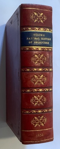 1864 white gilbert the - ,