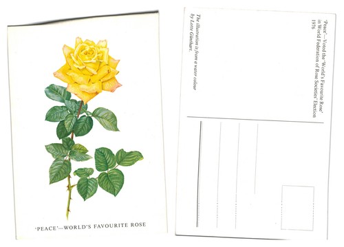 Postcard peace rose - postcard,
