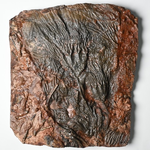 Double crinoids fossil - crinoids,