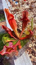 🔥🔥 Sarracenia -