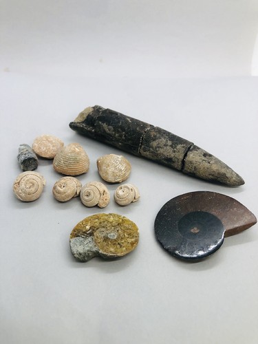 Fossil cleoniceras ammonite - 2x,