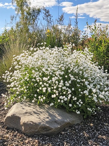 3500 seeds pack - 3500, gypsophila