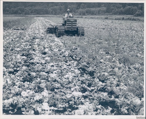 1946 farm field tractor - farm,