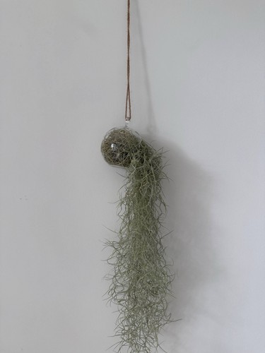 Tillandsia usneoides spanish - tillandsia,