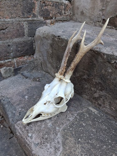 Roe deer skull with - deer,