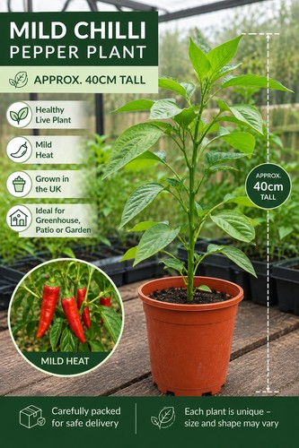 Mild chilli red pepper plant - mild,