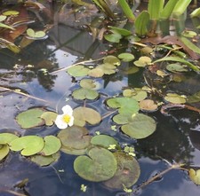 Baby frogbit floating pond - 3x,