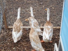 6+ Fawn and White Runner Duck