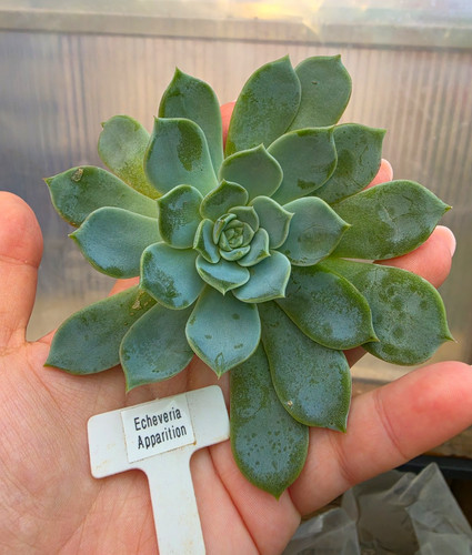 Echeveria apparition leaves - apparition,