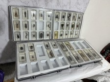 Insects incased with glass - with,
