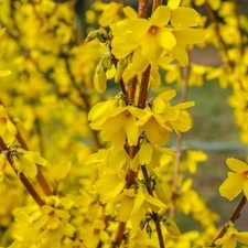 Forsythia ‘Spectabilis’
