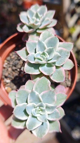 Echeveria atlantis variegated - atlantis,