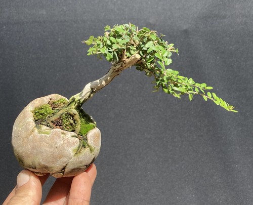 Lonicera nitida mame bonsai - lonicera,