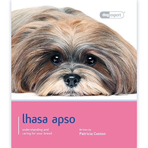 Lhasa apso dog expert - lhasa,
