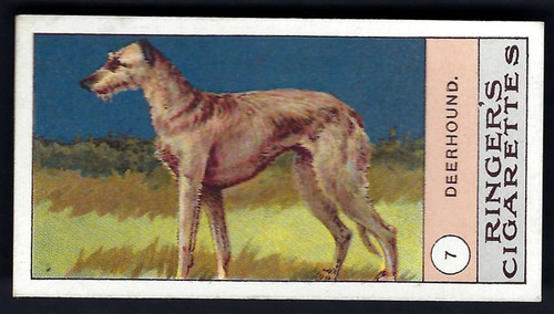 Edwards ringer bigg dogs - edwards,,