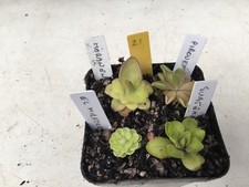 Pinguicula Collection #21