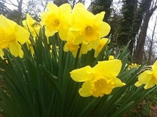 50 WILD DAFFODIL bulbs LENT