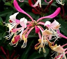 Lonicera japonica repens