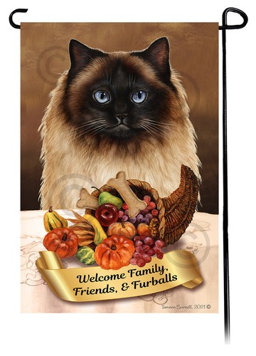 Himalayan cat thanksgiving - cat,