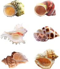 6 PCS Hermit Crab Shells
