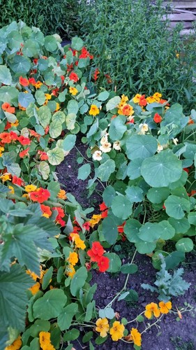 Nasturtium tall climbing - nasturtium,