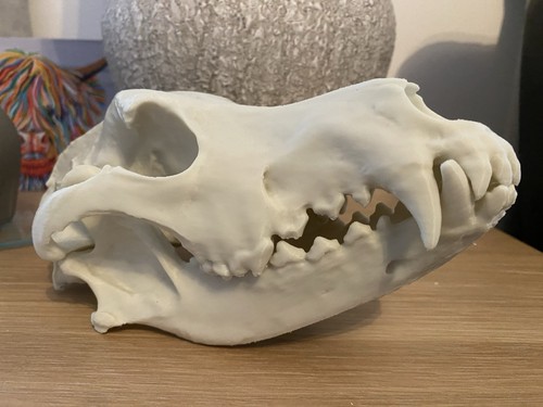 German shepherd dog skull - german,