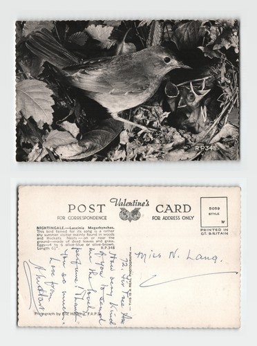 Postcard nightingale bird - postcard,