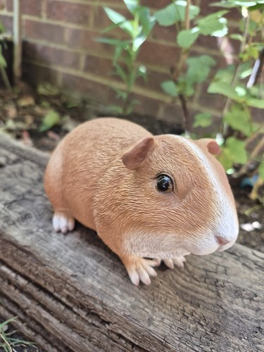 Guinea pig ornament realistic - pig,