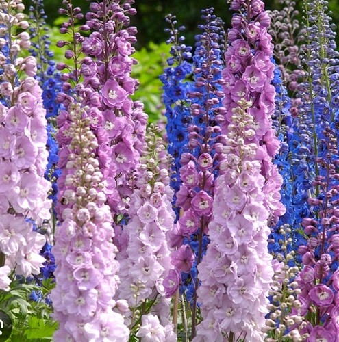 Larkspur giant imperial mix - giant,