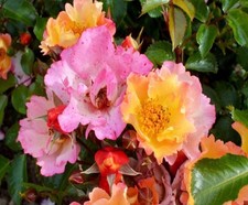 Rose Bee Proud PREMIUM Bush