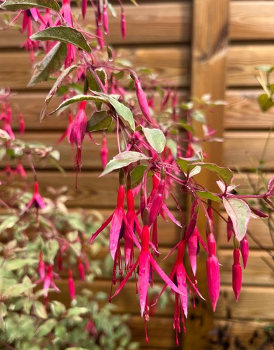 Fuchsia hardy sunray potted - fuchsia,