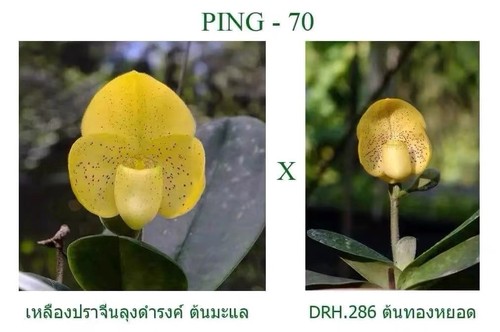 Paphiopedilum concolor thai - concolor,