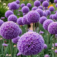 5 Giant Allium 20cm+ Bulb