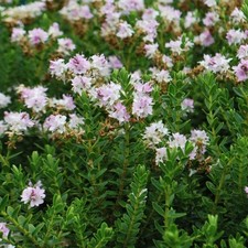 Hebe Wiri Cloud Compact Small Green Leaf Pink Flowering Plant | 17cm/2L