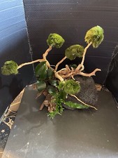 Aquarium Bonsai, Handcrafted Aquascape Unique Decoration - Michael