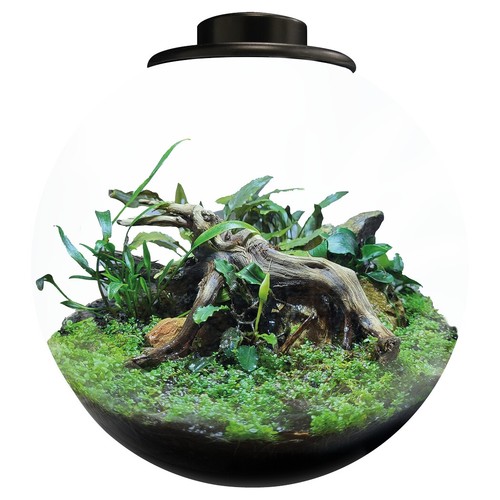 Bioart bowl glass terrarium - glass,