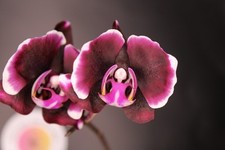 REDUCED To Clear! Last 3! Phalaenopsis Miki Kuroshio '3091' Orchid Plant