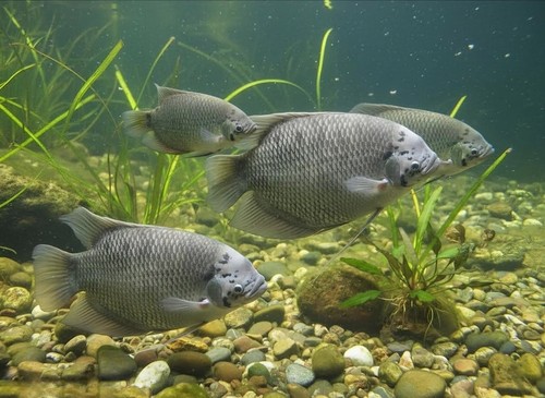 Giant gourami 3 - , inches