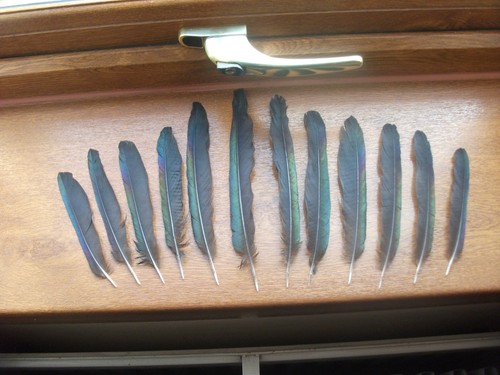 Magpie tail feathers to - magpie, 5"