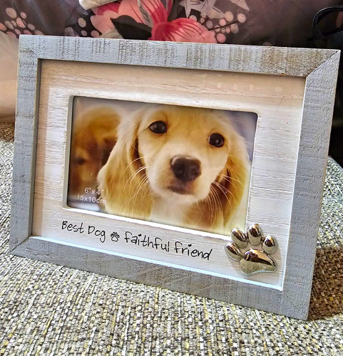 Wood dog photo - dog, frame