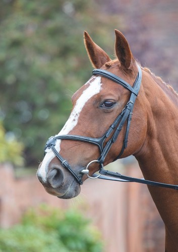 Shires avignon grackle leather - shires,