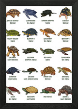 Tortoises and Turtles - Types