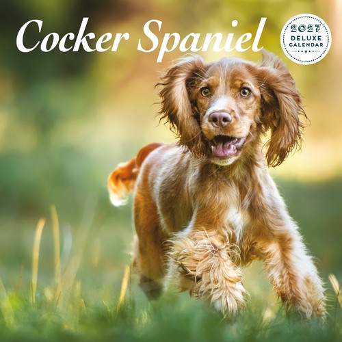 Cocker spaniel 2027 - spaniel,