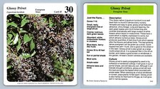 Glossy Privet #45 Evergreen