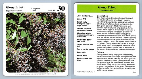Glossy privet evergreen - glossy,