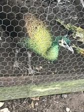 3 Java Green Purple Spaulding