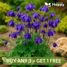 Alpine Columbine Blue - 150
