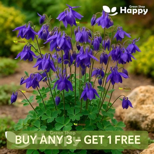 Alpine columbine blue 150 - columbine,